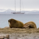 Walruses on Phippsoya, in the Seven Islands Group