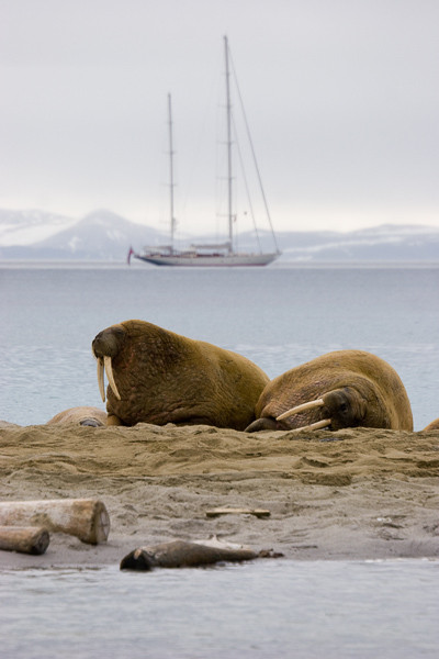 Walruses on Phippsoya, in the Seven Islands Group