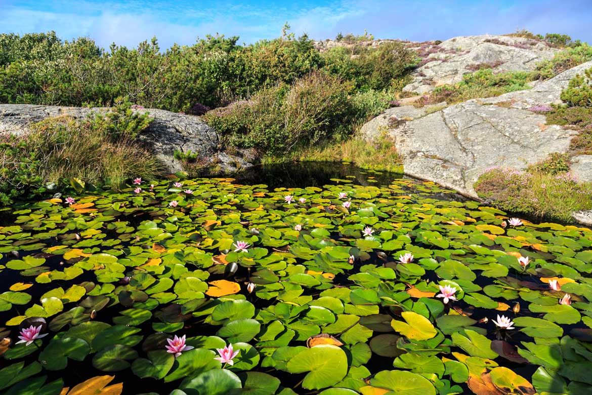 Swedish West Coast