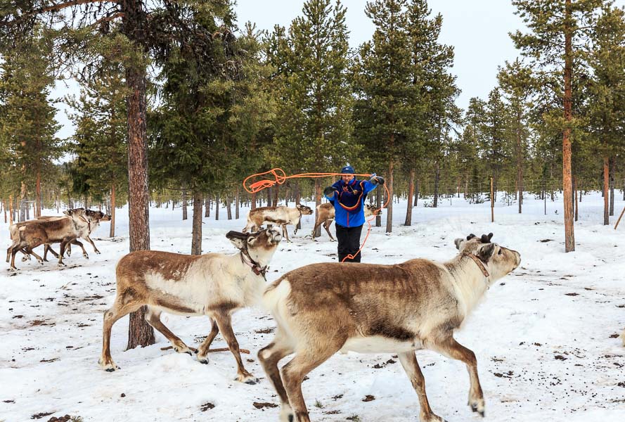 Lapland 2014