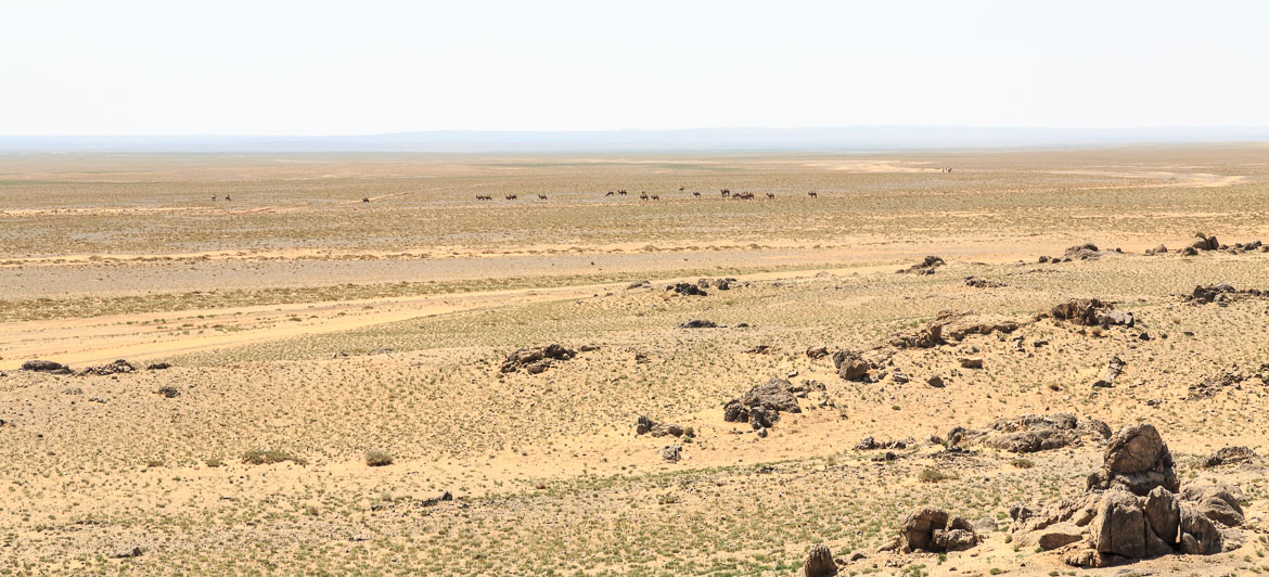 Desert Animals