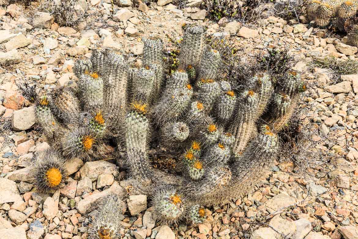Desert formation