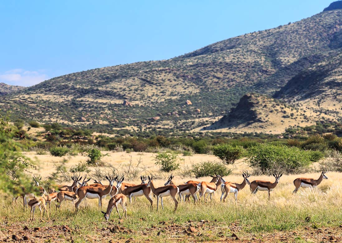 Desert Animals