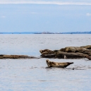 Swedish West Coast