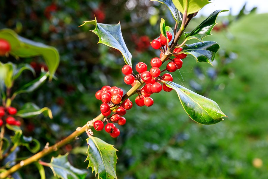 Holly or Ilex.