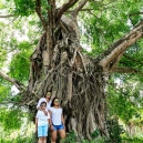 A six hundred years’ old banyan tree