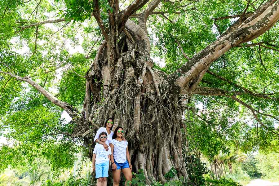 A six hundred years’ old banyan tree
