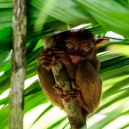Tarsier can jump forty times their body lengths