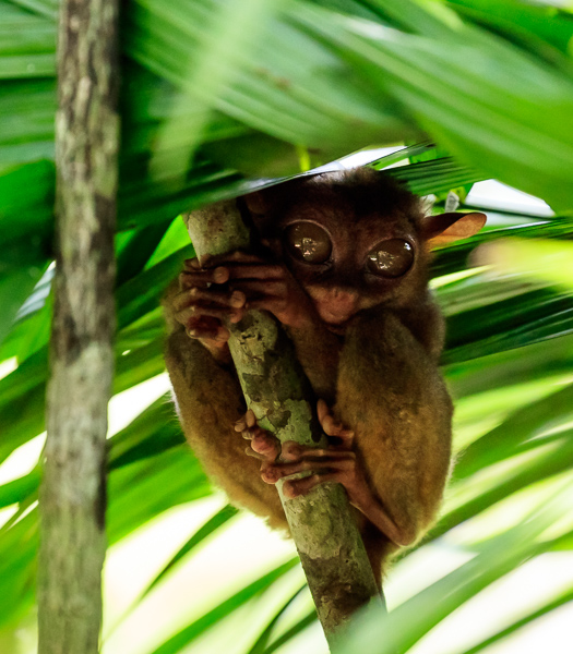 Tarsier can jump forty times their body lengths