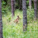 Sweden 2017