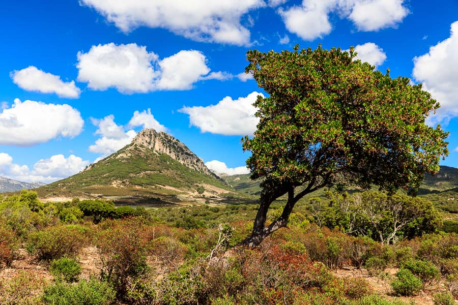 Sardinia