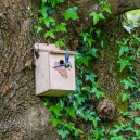 The bluetit is leaving his nest to catch some food. Photo: Lewis