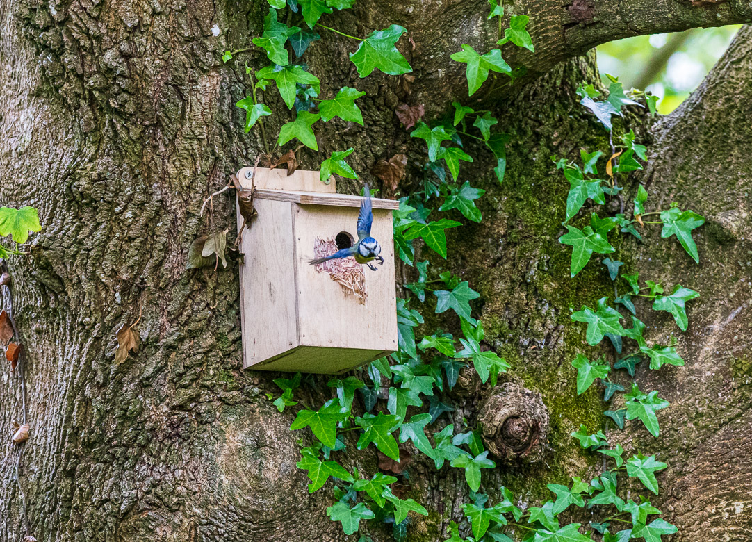 The bluetit is leaving his nest to catch some food. Photo: Lewis