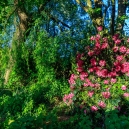 Underneath the cherry grows a red rhododendron