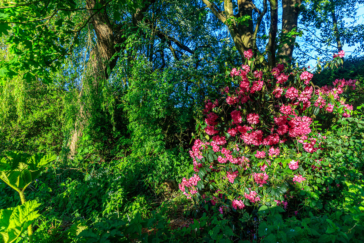 Underneath the cherry grows a red rhododendron