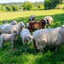 Spring is lambing season and the lambs have grown fast