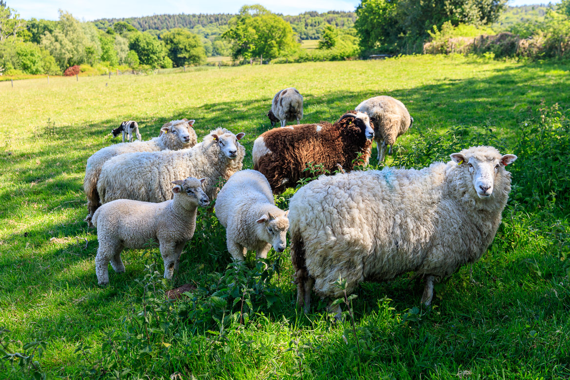 Spring is lambing season and the lambs have grown fast