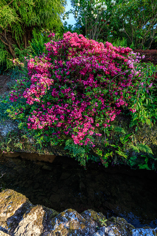 More rhododendron