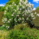 The white lilac bush again with the red peonies in the foreground.