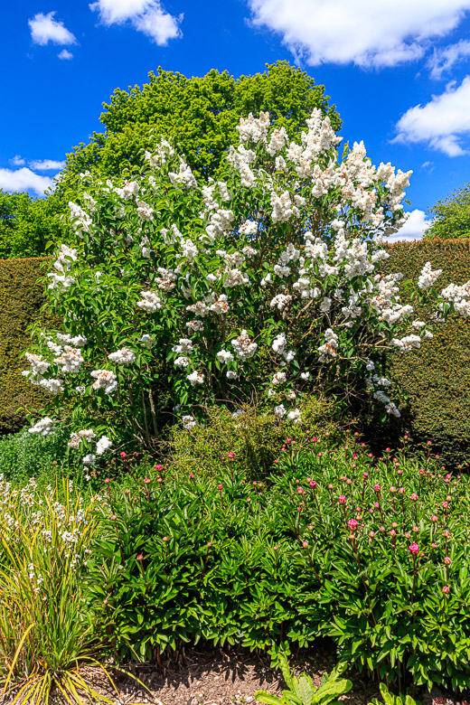 The white lilac bush again with the red peonies in the foreground.