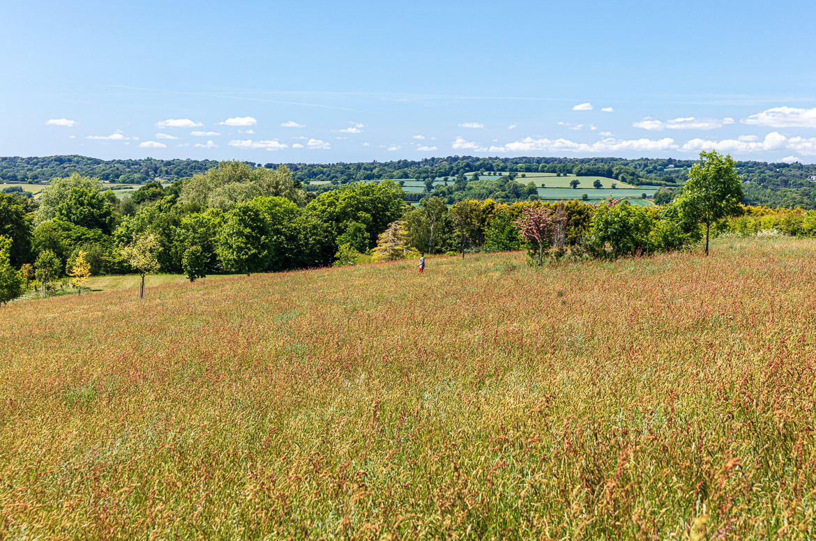 Eric is walking back nearly disappearing in the meadow