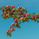 Hawthorn blooms