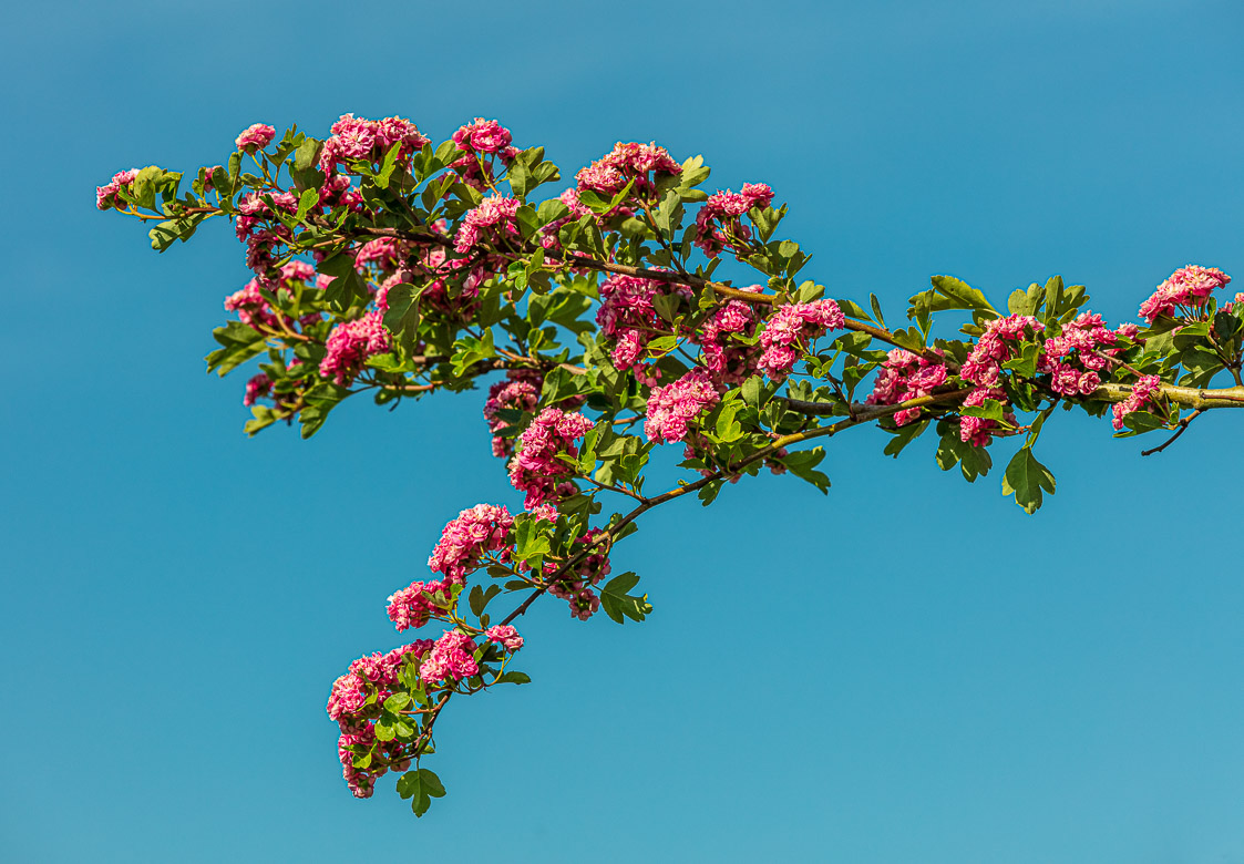 Hawthorn blooms