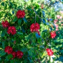 Rhododendrons in the park