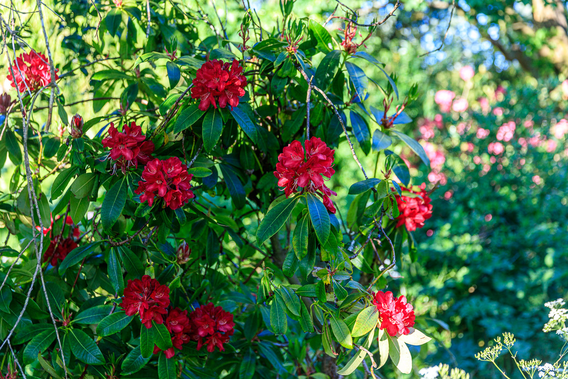 Rhododendrons in the park