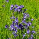 Bluebells in the park