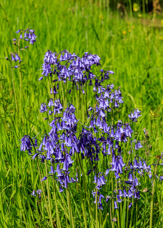Bluebells in the park