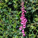 Foxgloves. Digitalis