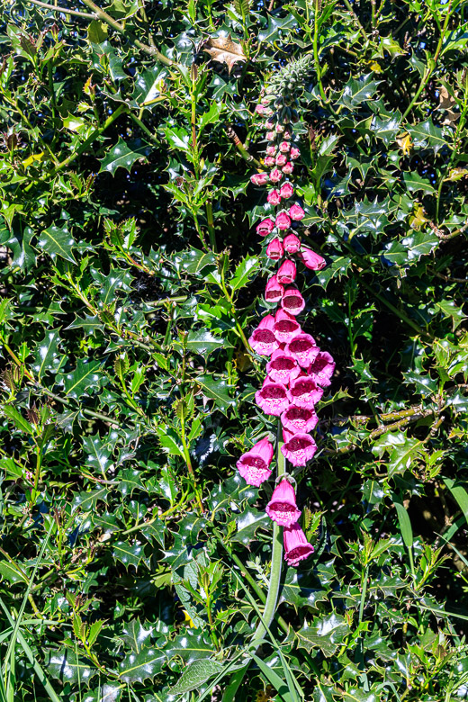 Foxgloves. Digitalis