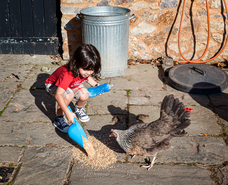Feeding our only remaining hen