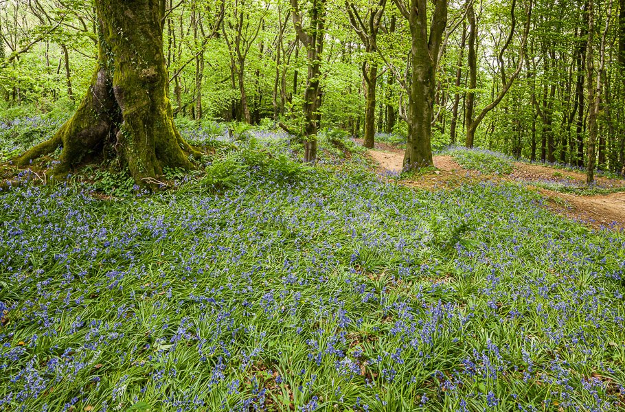 Bluebells at East Hill