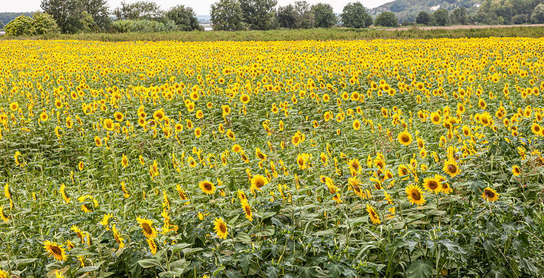In this part of France they grow lots of sunflowers