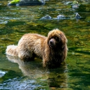 A bath in the river Dart. Summer 2003