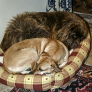 Cuddling up at the entrance hall