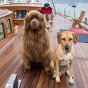 On board Adele