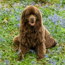 In the middle of the bluebells
