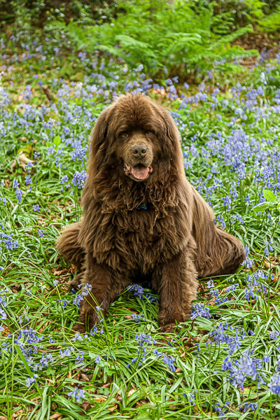 In the middle of the bluebells
