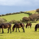 016-200821-Exmoor-201-JE