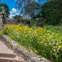 The entrance to the Manor with wildflowers planted at one side