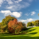 The oak tree in the distance and birches (betula utilas) to the right