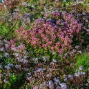 Two different kind of sedums planted on the roof