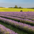 The lavender fields in evening light