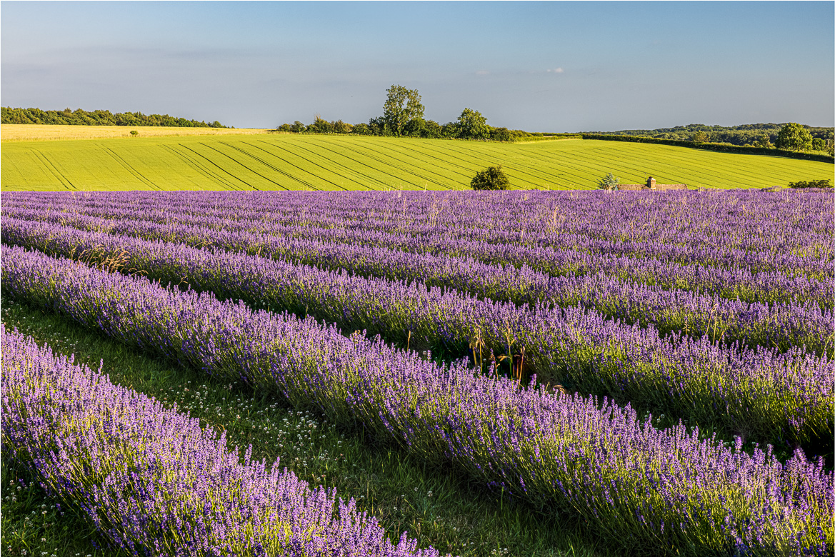 The lavender fields in evening light