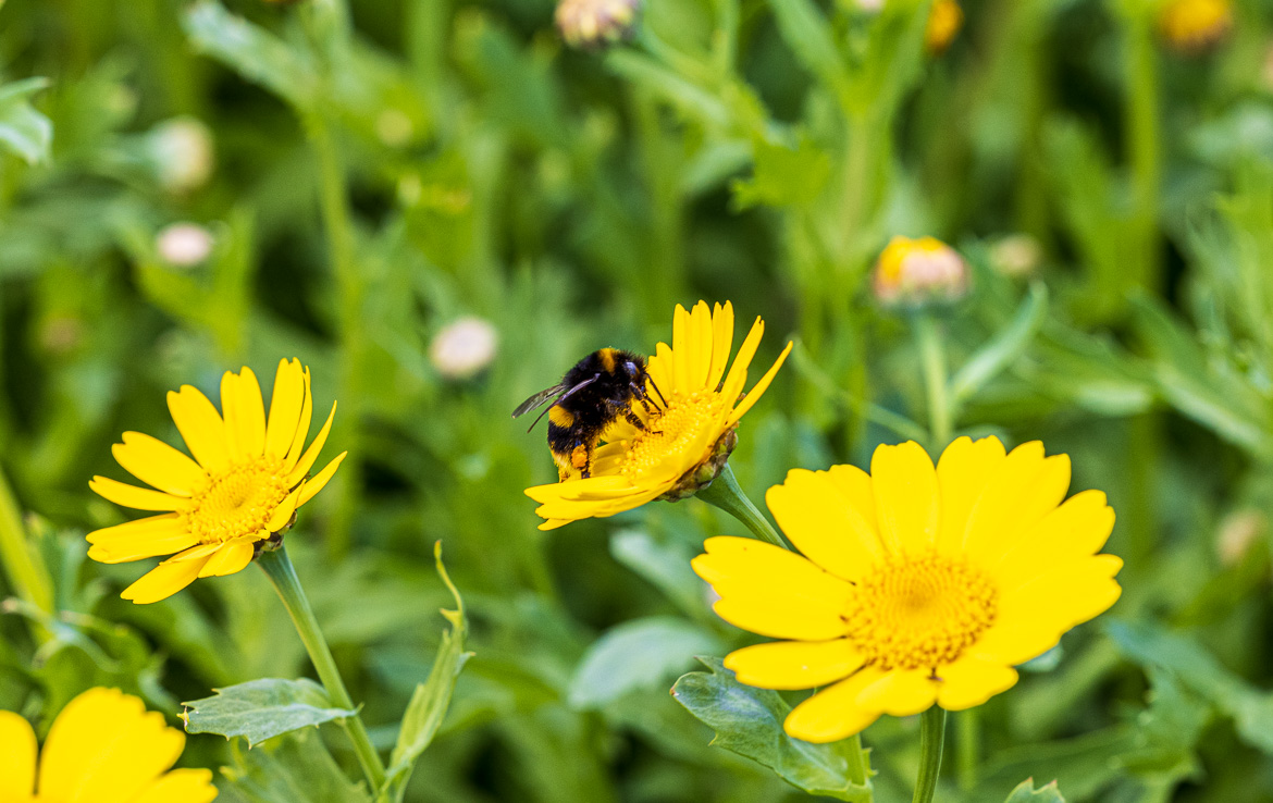 Lots of bees helped with the polination