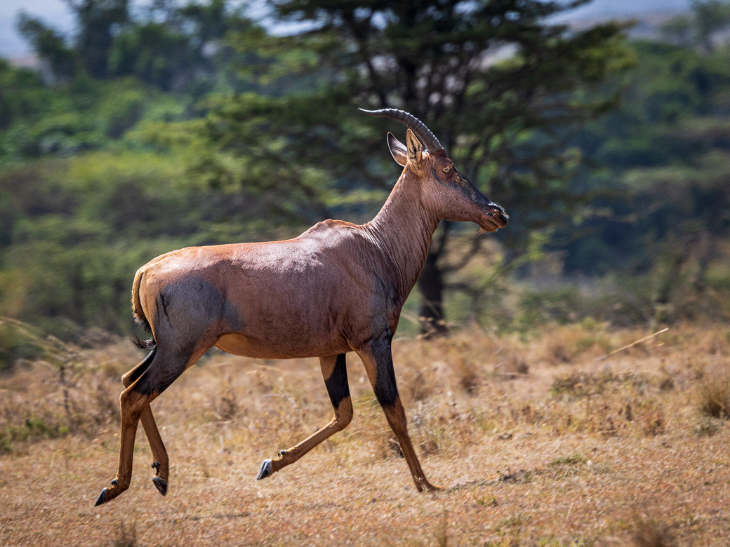 Topi on the run from Lions